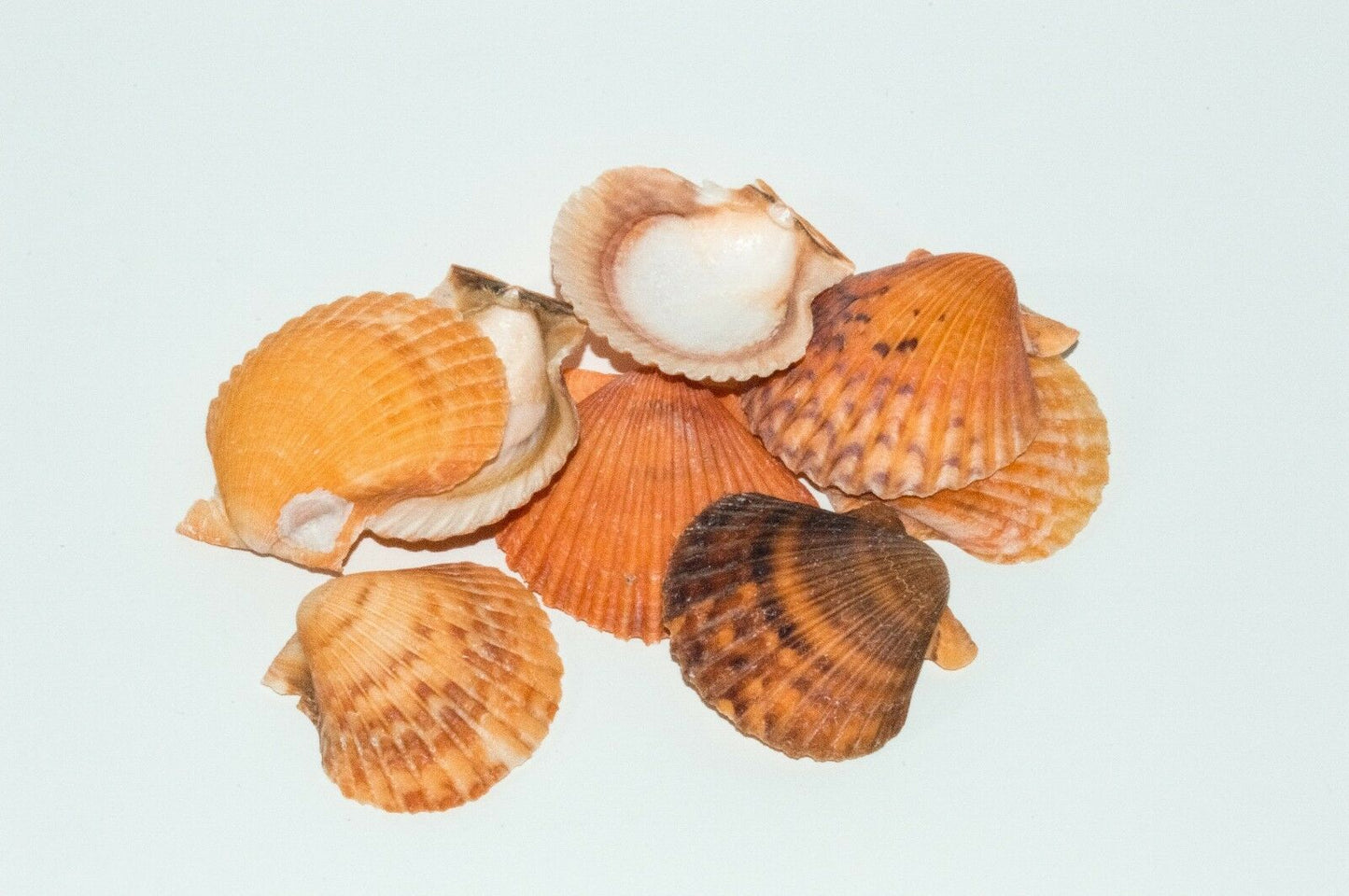 Orange Pecten Sea Shell Beach Craft Scallop 2" - 3" (8 PCS )