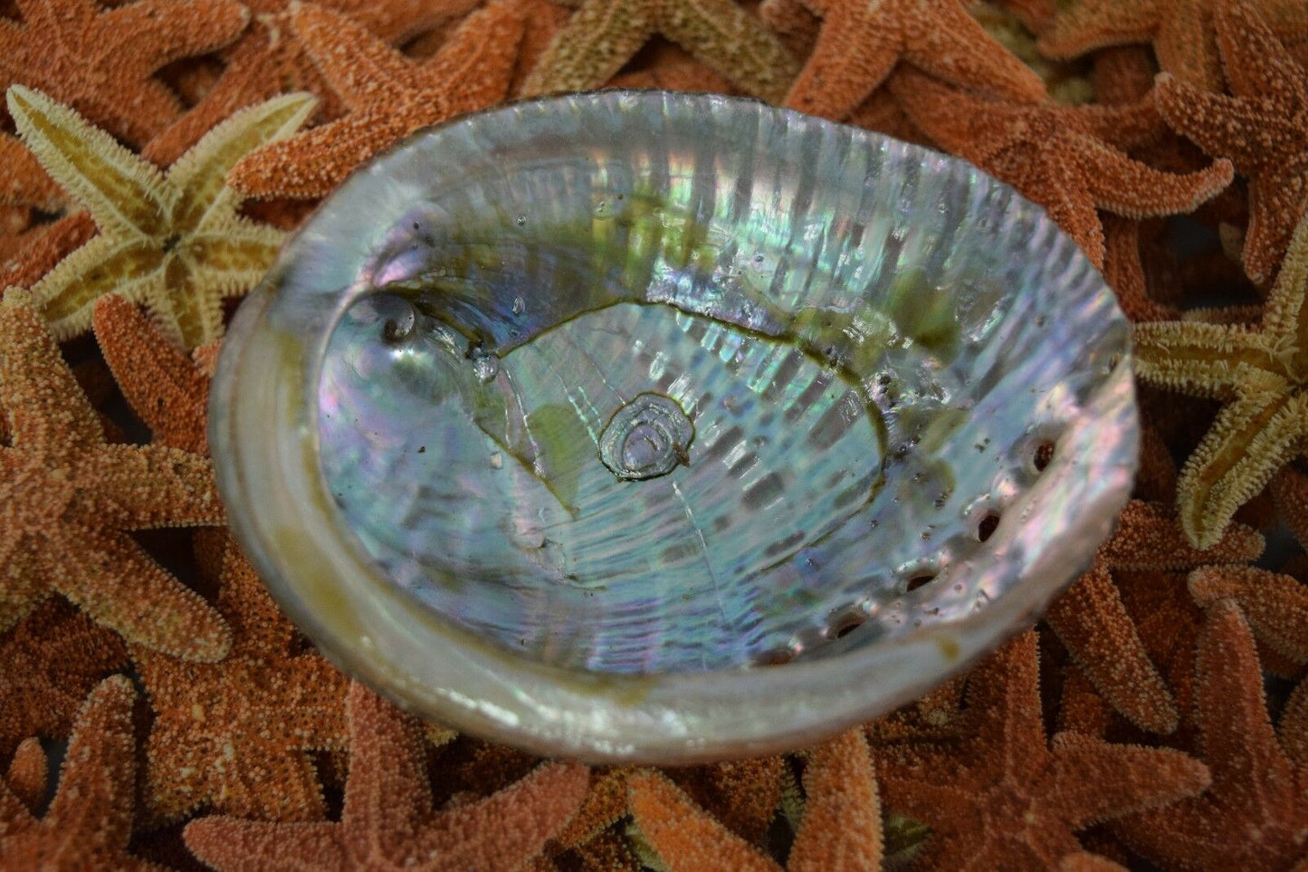 Green Abalone Sea Shell One Side Polished Beach Craft 3" - 4" (1 pc) #JC-15