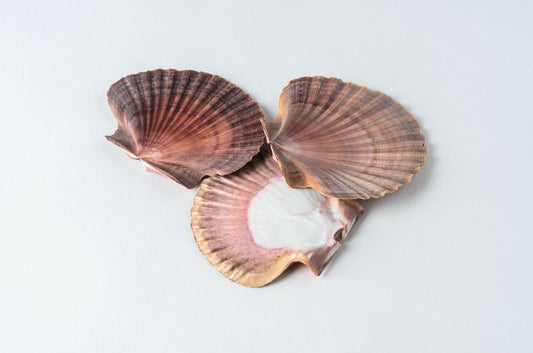 Mexican Flat Sea Shell Beach Craft Scallop 2" - 3" ( 3 PCS )#JC-30