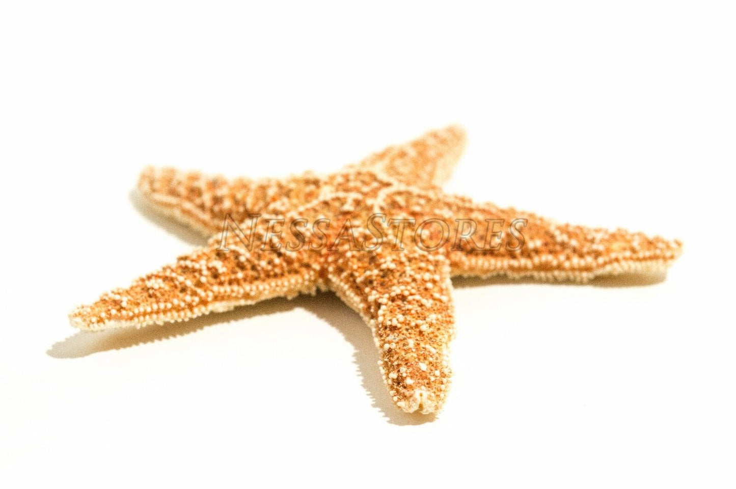 NessaStores Sugar StarFish Sea Shell Wedding Real Craft 3" - 4" (24 pcs) #JC-57