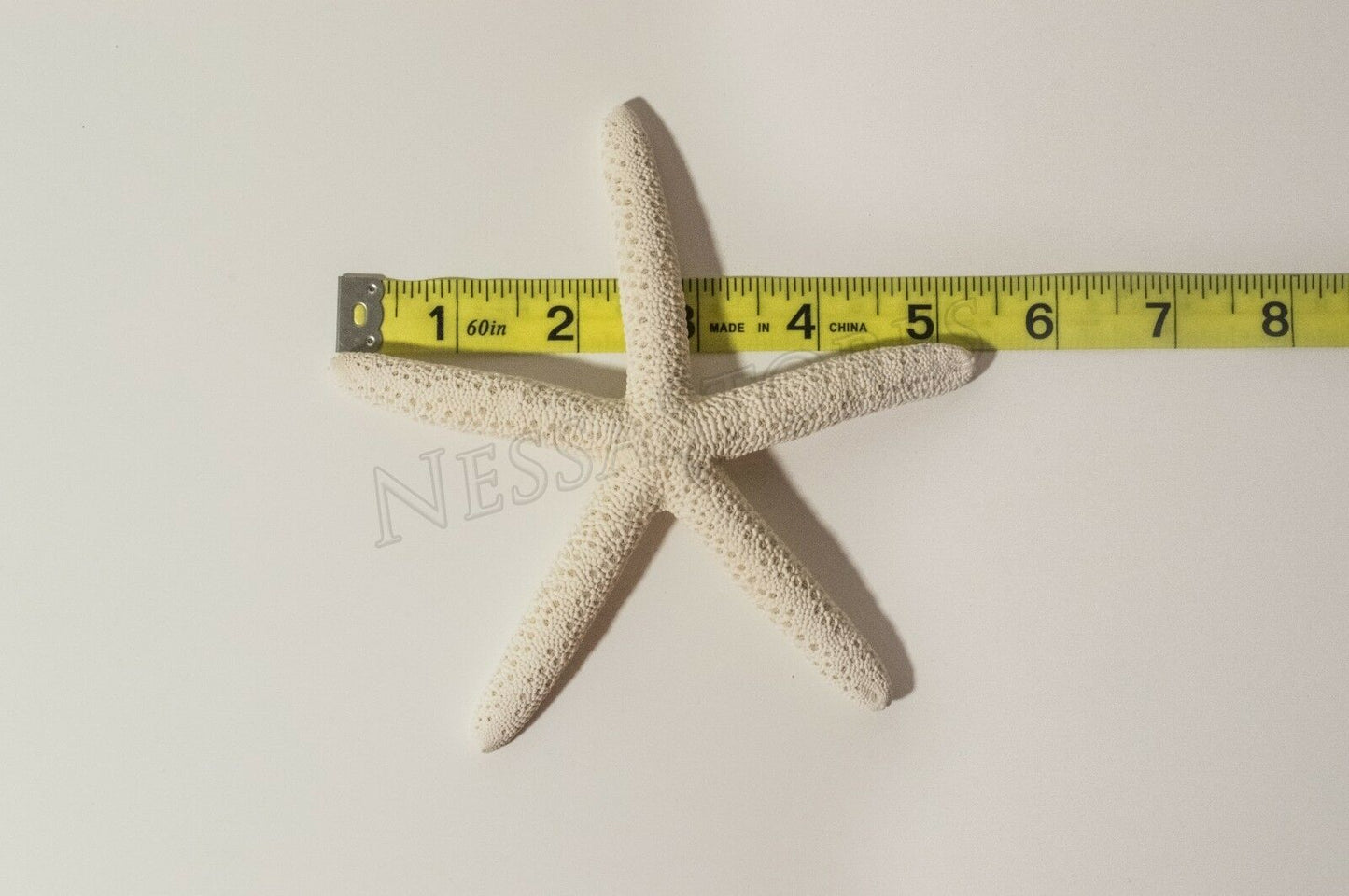 White Finger Starfish Sea Shell Bleached Finger 5" - 6" ( 12 pcs ) #JC-50