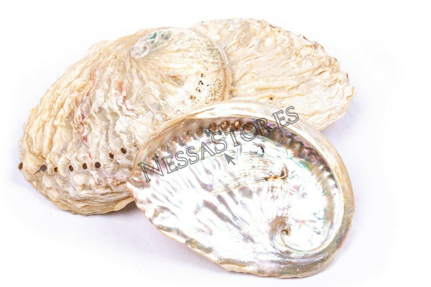 Midae Abalone Sea Shell One Side Polished Beach Craft 3" - 4" (3 pcs) #JC-154