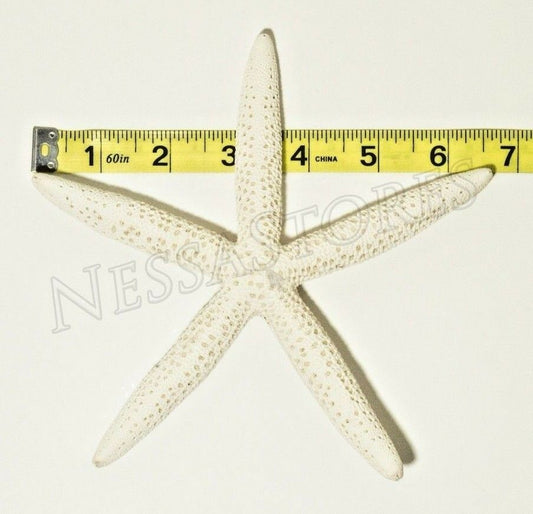 White Finger Starfish Sea Shell Bleached Finger 6" - 7" ( 1 pc )