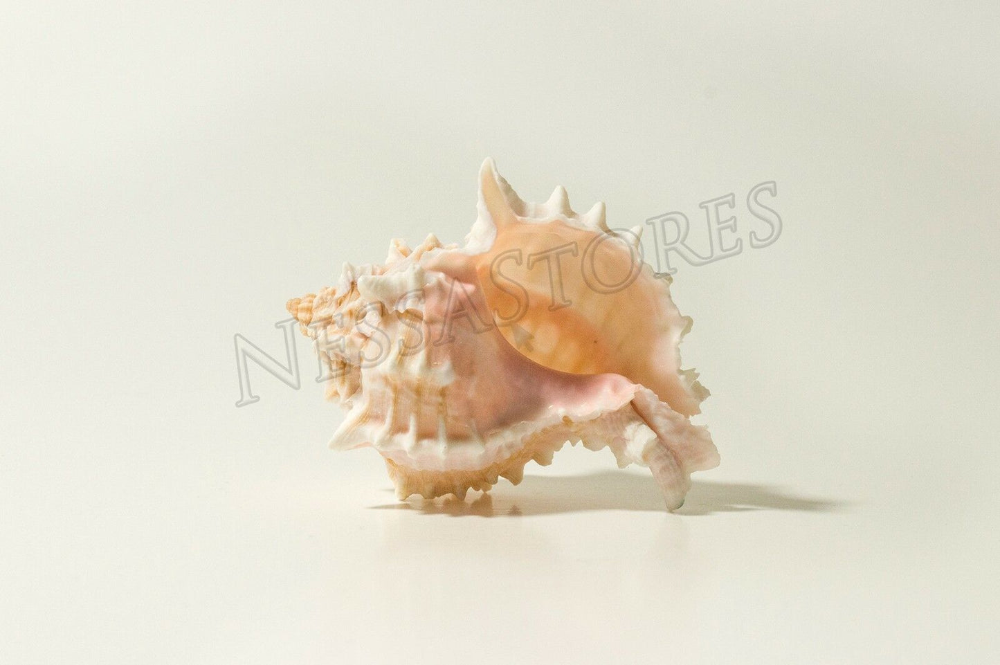 Pink Murex Phyllonotus erythrostomu Hermit Crab Sea Shell 3 1/2" - 4" ( 36 Pcs)