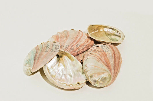 Red Abalone Sea Shell One Side Polished Beach Craft 2" - 3" (6 pcs)#JC-20