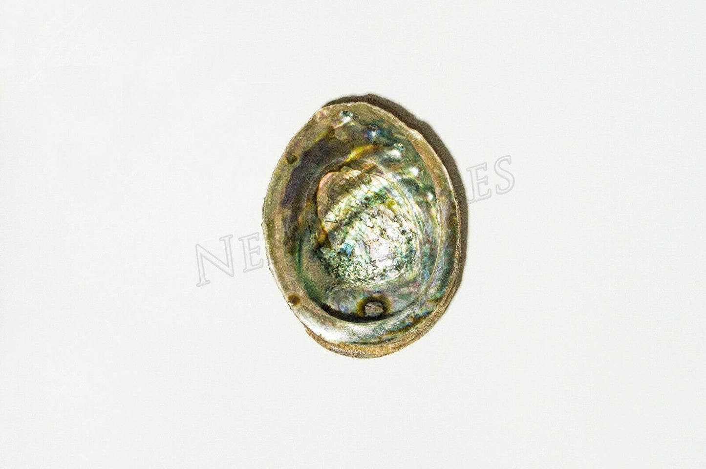 Green Abalone Sea Shell One Side Polished Natural Beach Craft 5"-6"(2 pcs)#JC-17