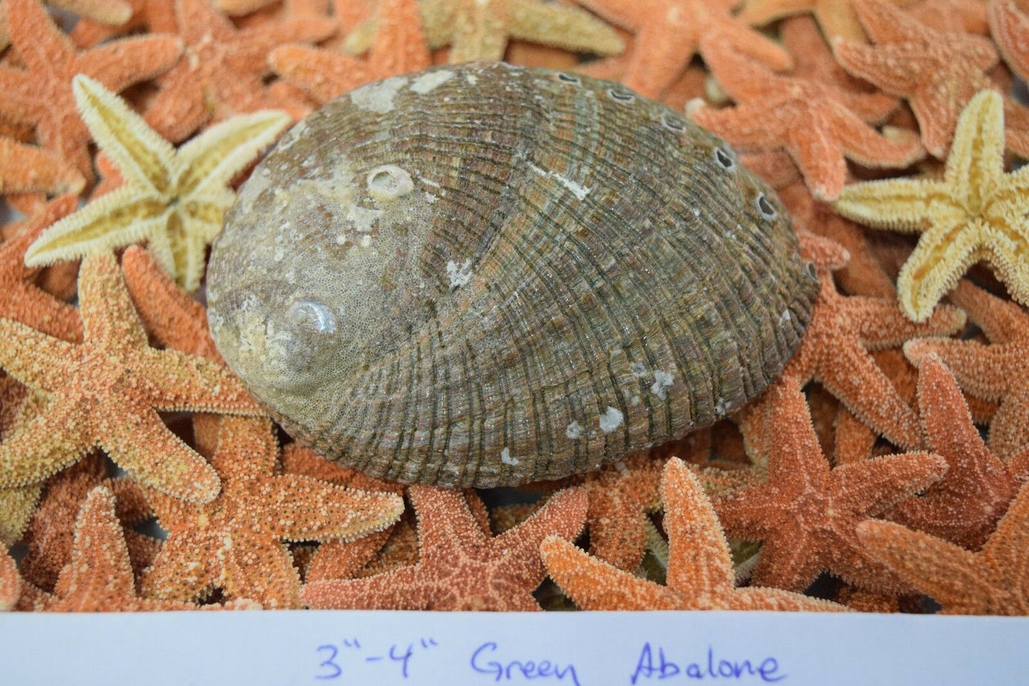 Green Abalone Sea Shell One Side Polished Beach Craft 3" - 4" (1 pc) #JC-15