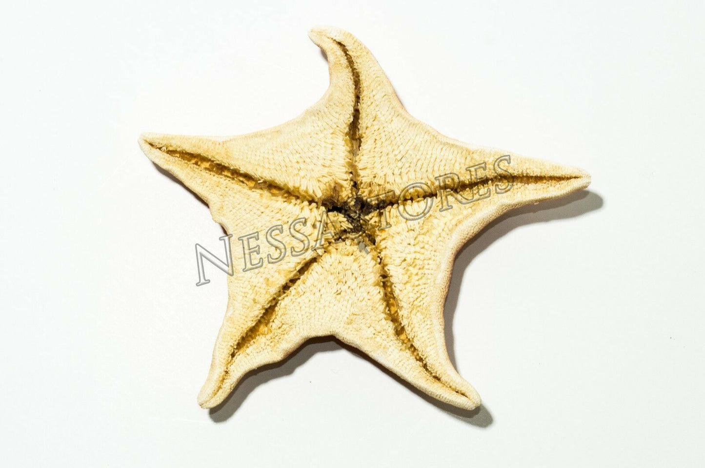 Bat Starfish Sea Shell Beach Wedding Real Craft 4" - 5" ( 4 Pcs) #JC-54