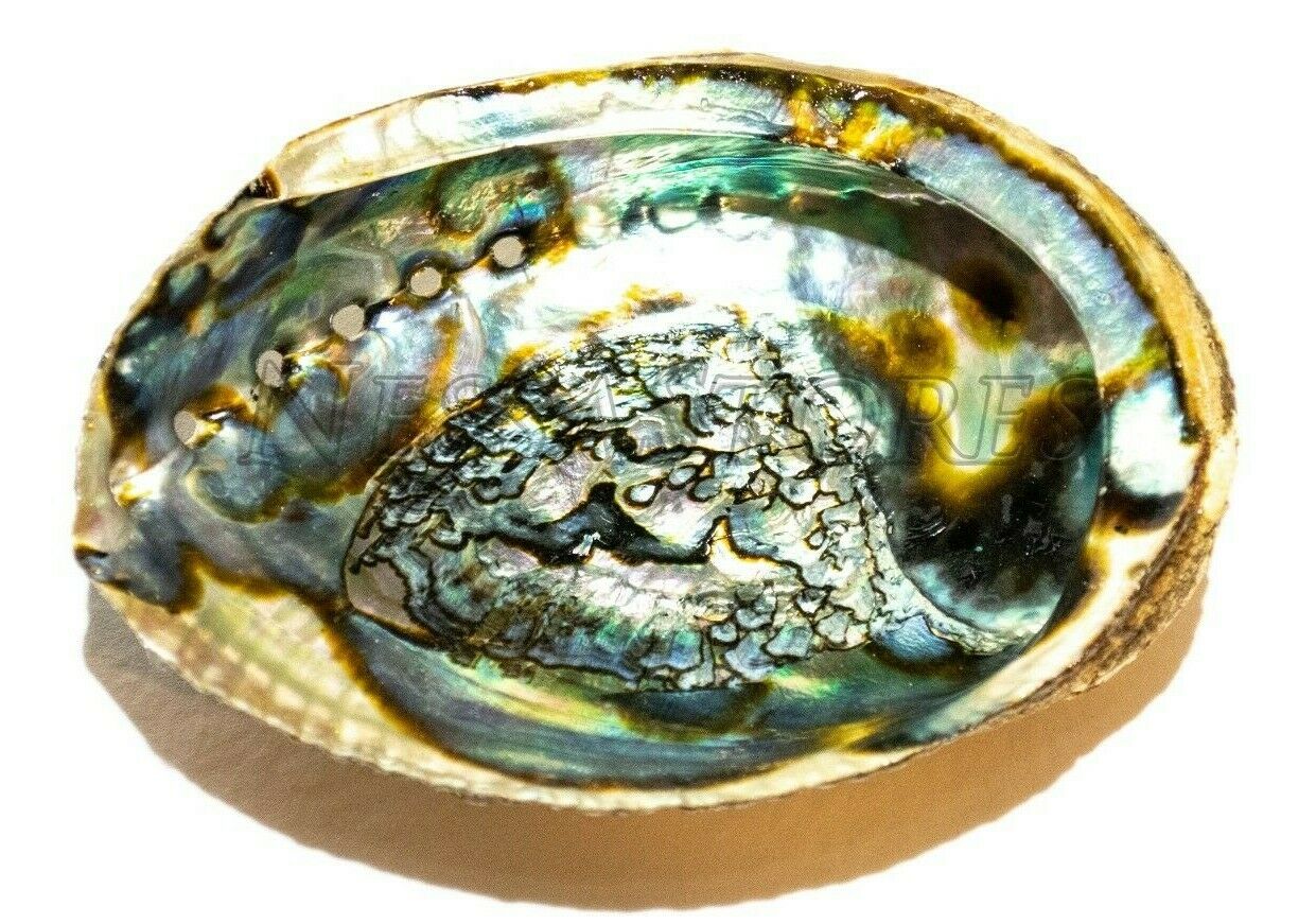 Green Abalone Sea Shell One Side Polished Beach Craft 6" - 7" (1 pc) #JC-18