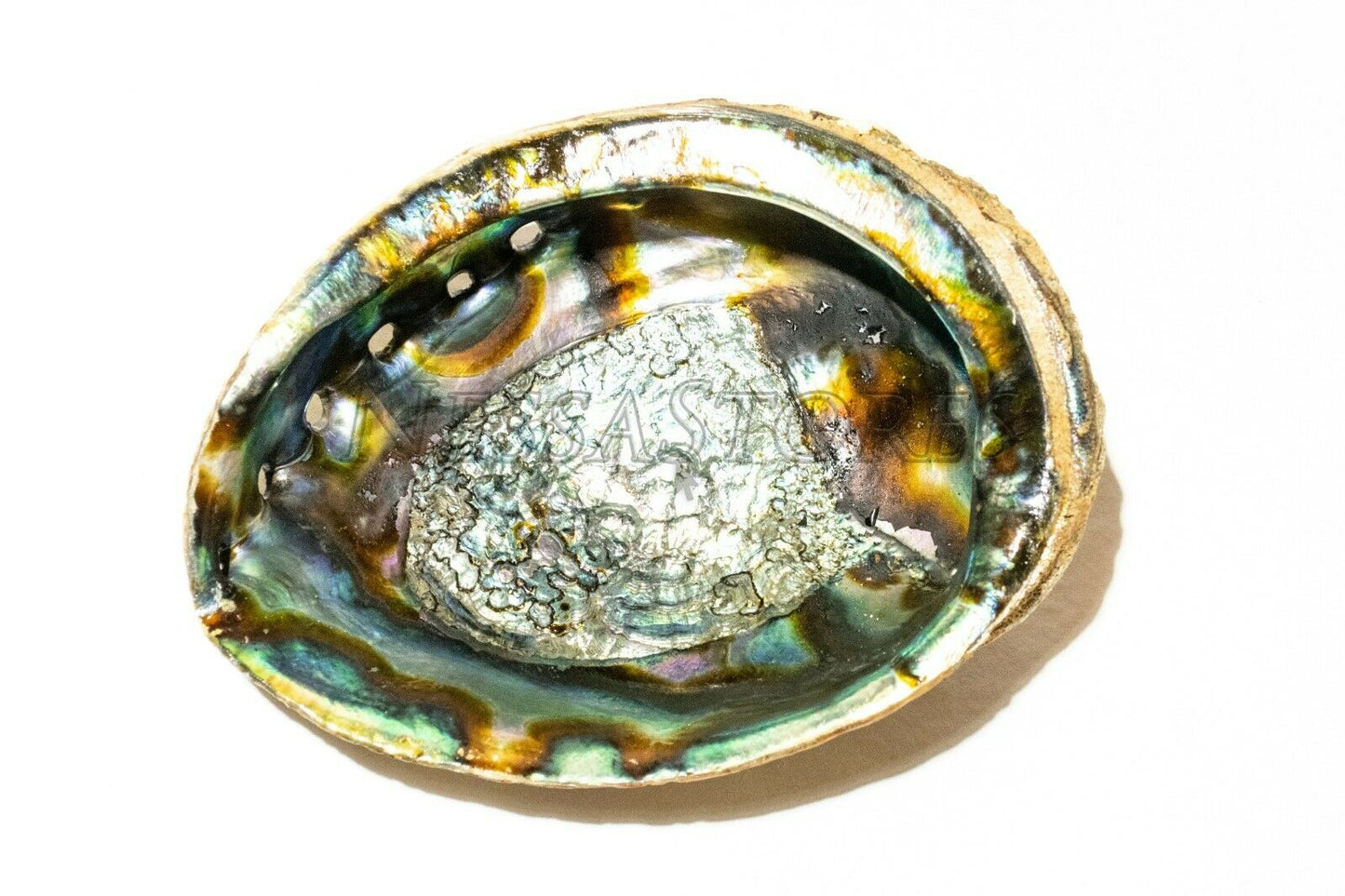 Green Abalone Sea Shell One Side Polished Beach Craft 7" - 8" (2 pcs)  #JC-19