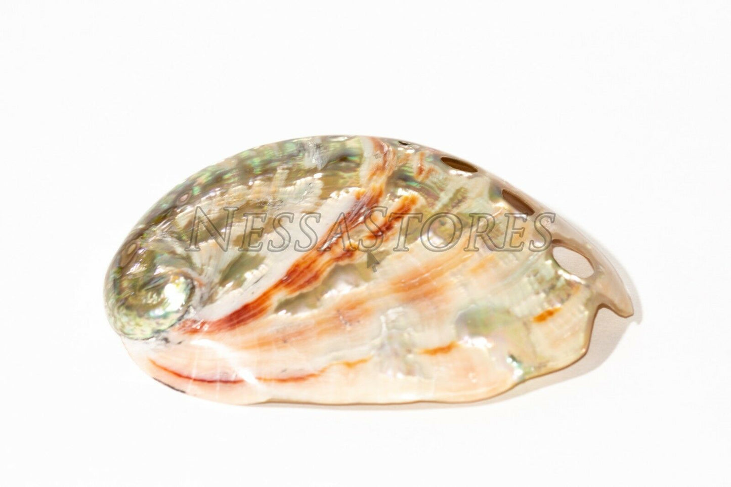 Red Abalone Sea Shell Both Side Polished Beach Craft 3" - 4" ( 4 pcs) #JC-22