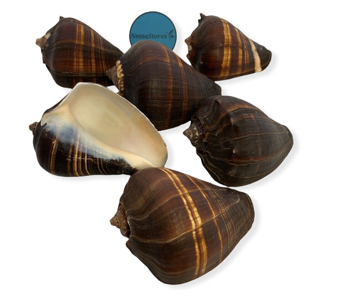 NessaStores Natural Fiber Conch Sea Shell Beach Home Decor 4"-5" (1 pc) #JC-074