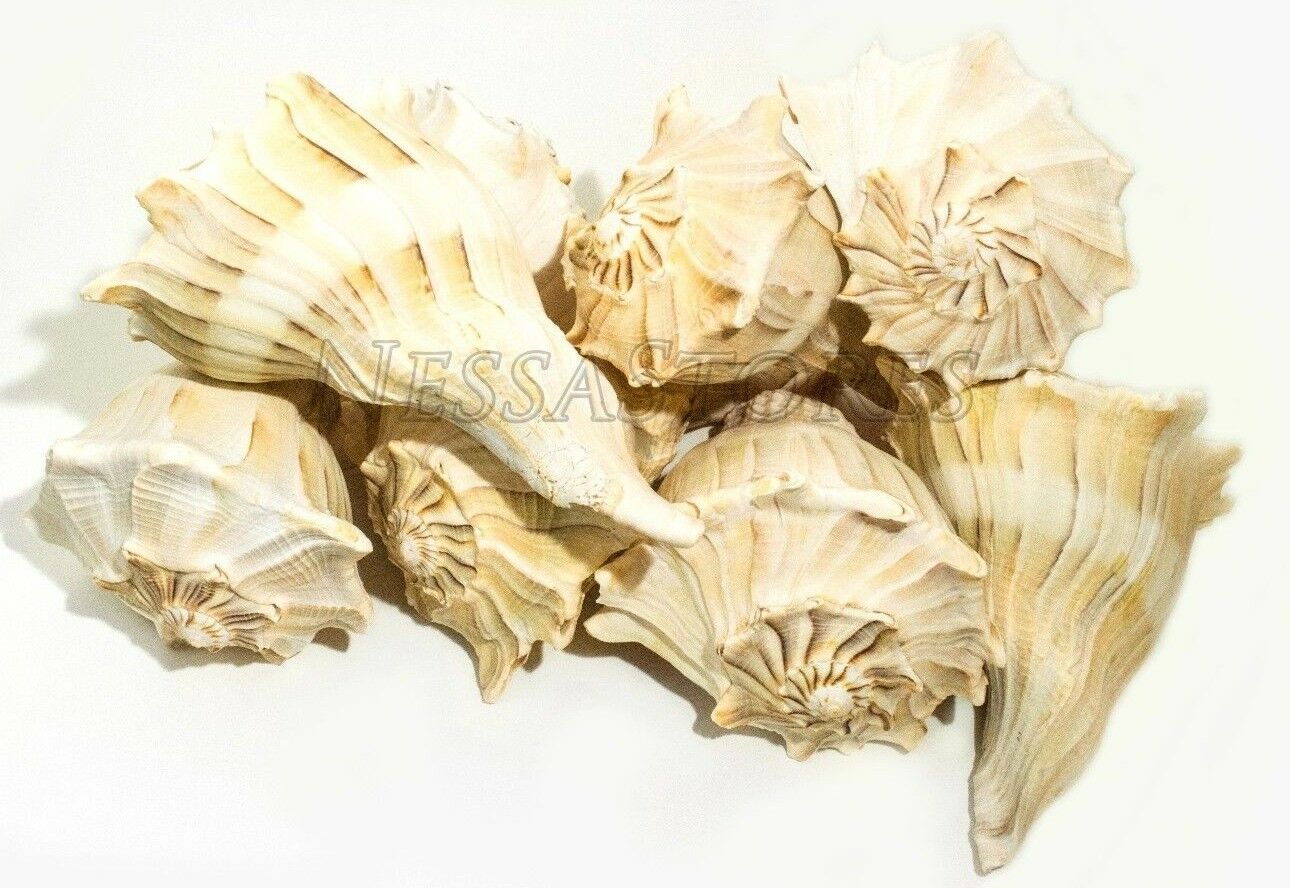 Natural Left Hand Whelk Sea Shell Beach Home Decor 7" - 8" (8 pcs)