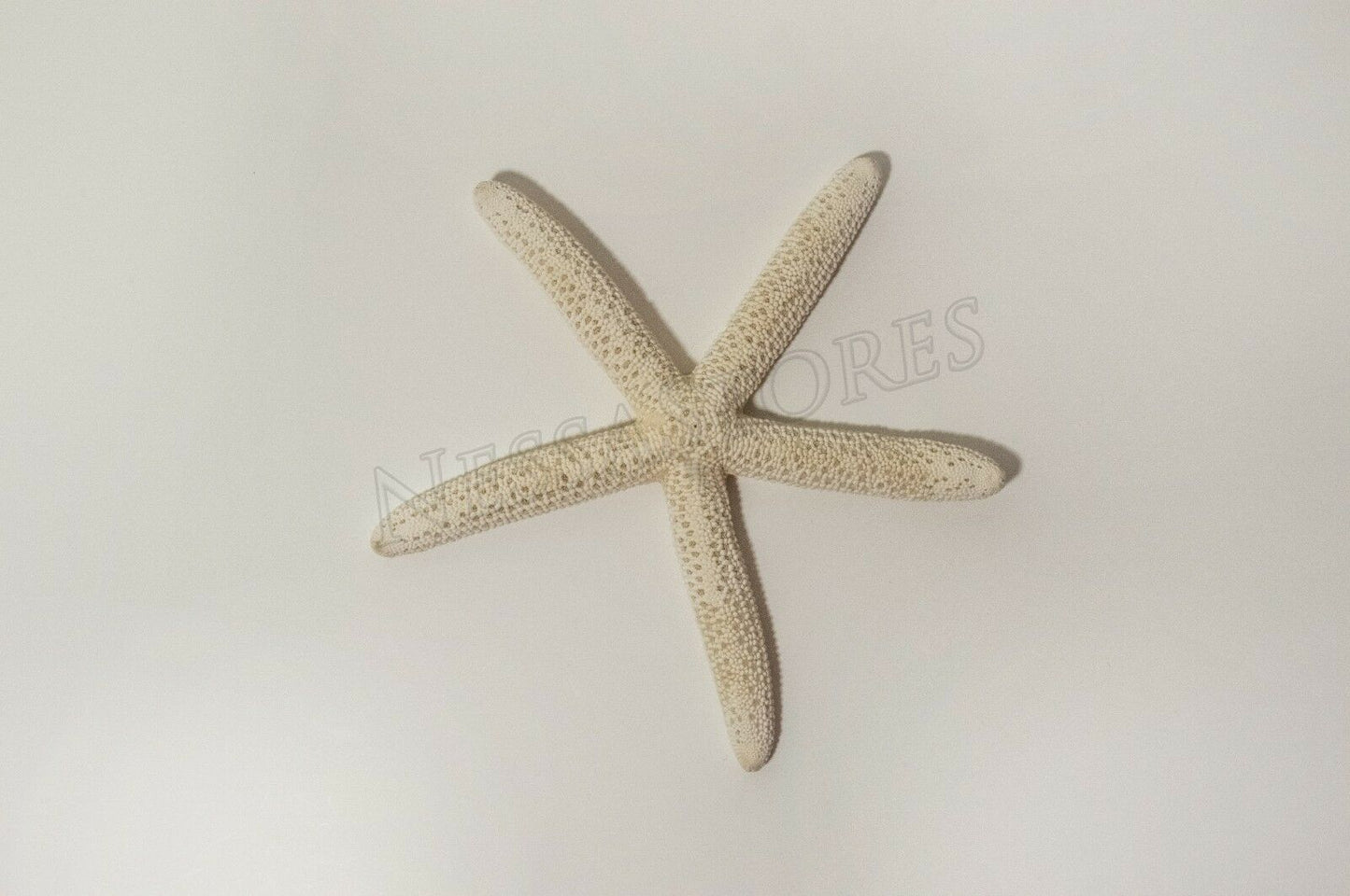 White Finger Starfish Sea Shell Bleached Finger 6" - 7" ( 1 pc )