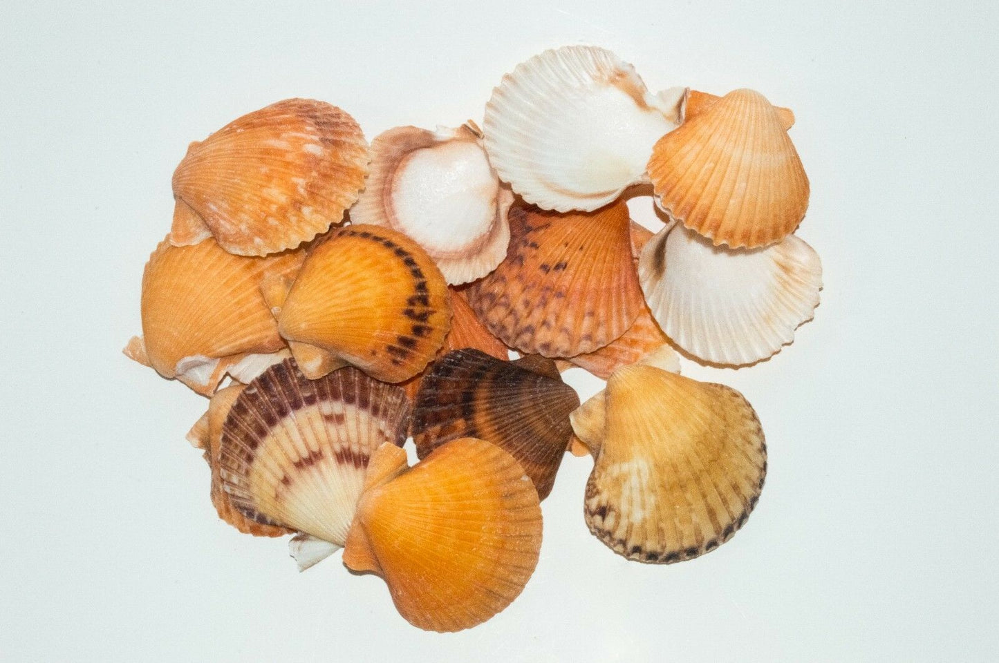 Orange Pecten Sea Shell Beach Craft Scallop 2" - 3" (16 pcs ) #JC-31