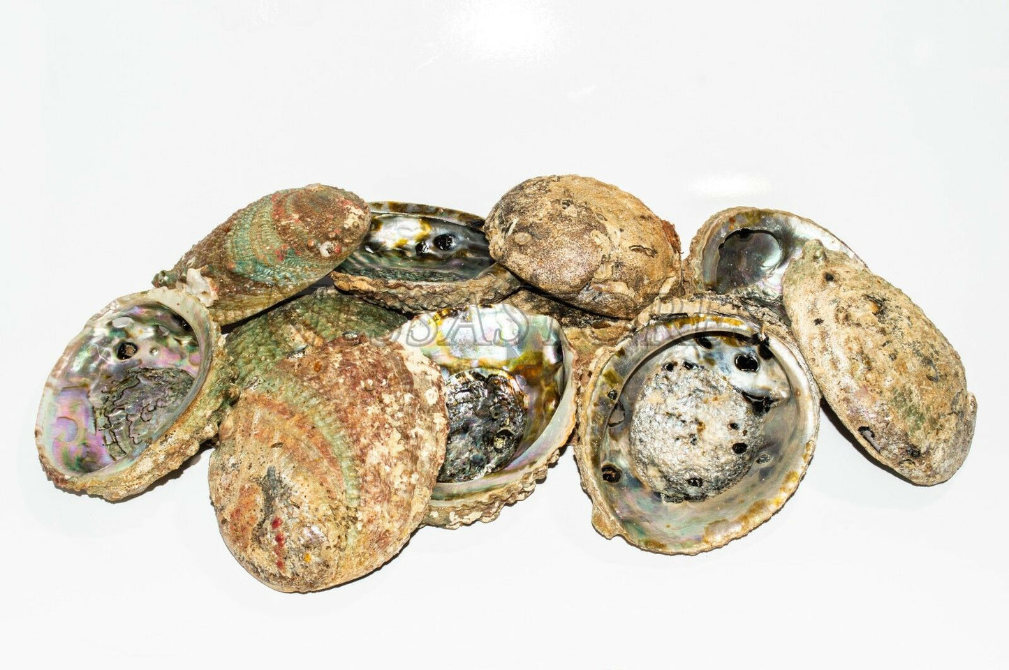 Pink Abalone Sea Shell One Side Polished Beach Craft 4" - 5" (16 pcs) #JC-11