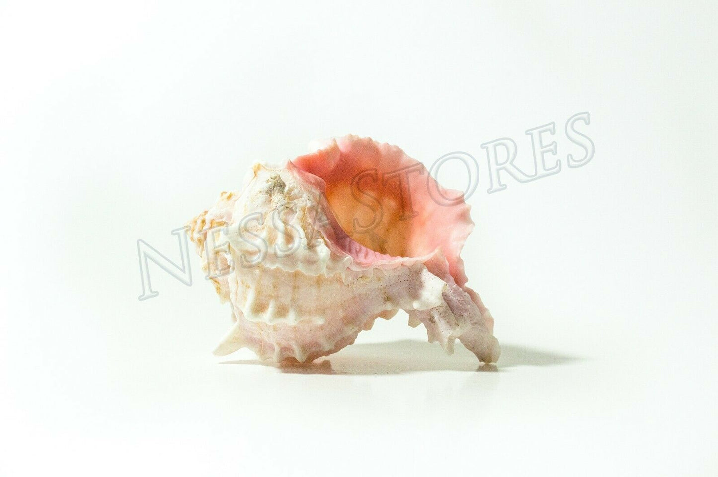 Pink Murex Phyllonotus erythrostomu Hermit Crab Sea Shell 4"-4 1/2"(2 pcs)#JC-42