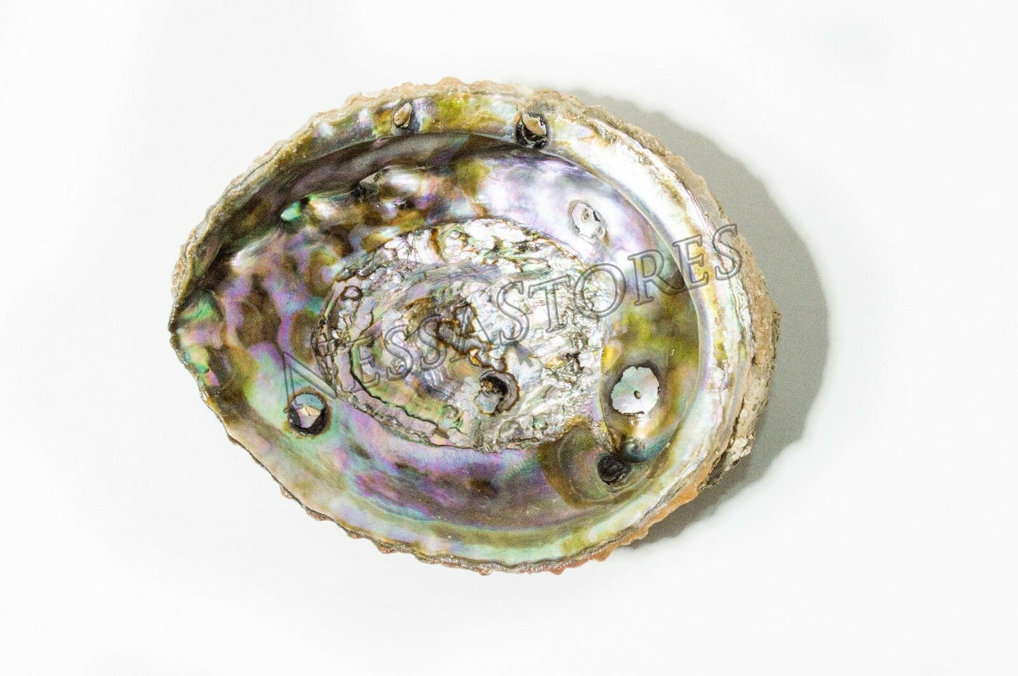 Pink Abalone Sea Shell One Side Polished Beach Craft 5" - 6" (16 pcs)#JC-12