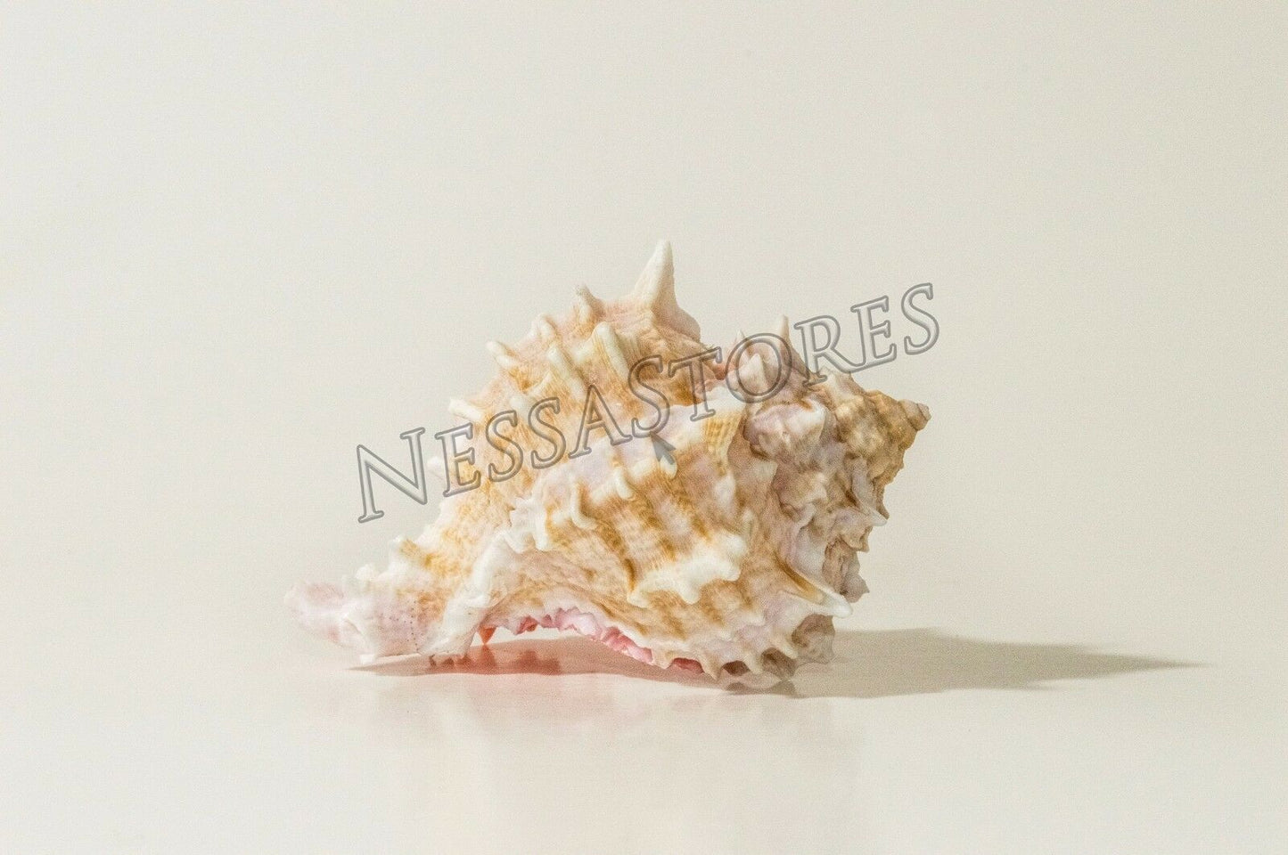 Pink Murex Phyllonotus erythrostomu Hermit Crab Sea Shell 3 1/2" - 4" ( 36 Pcs)