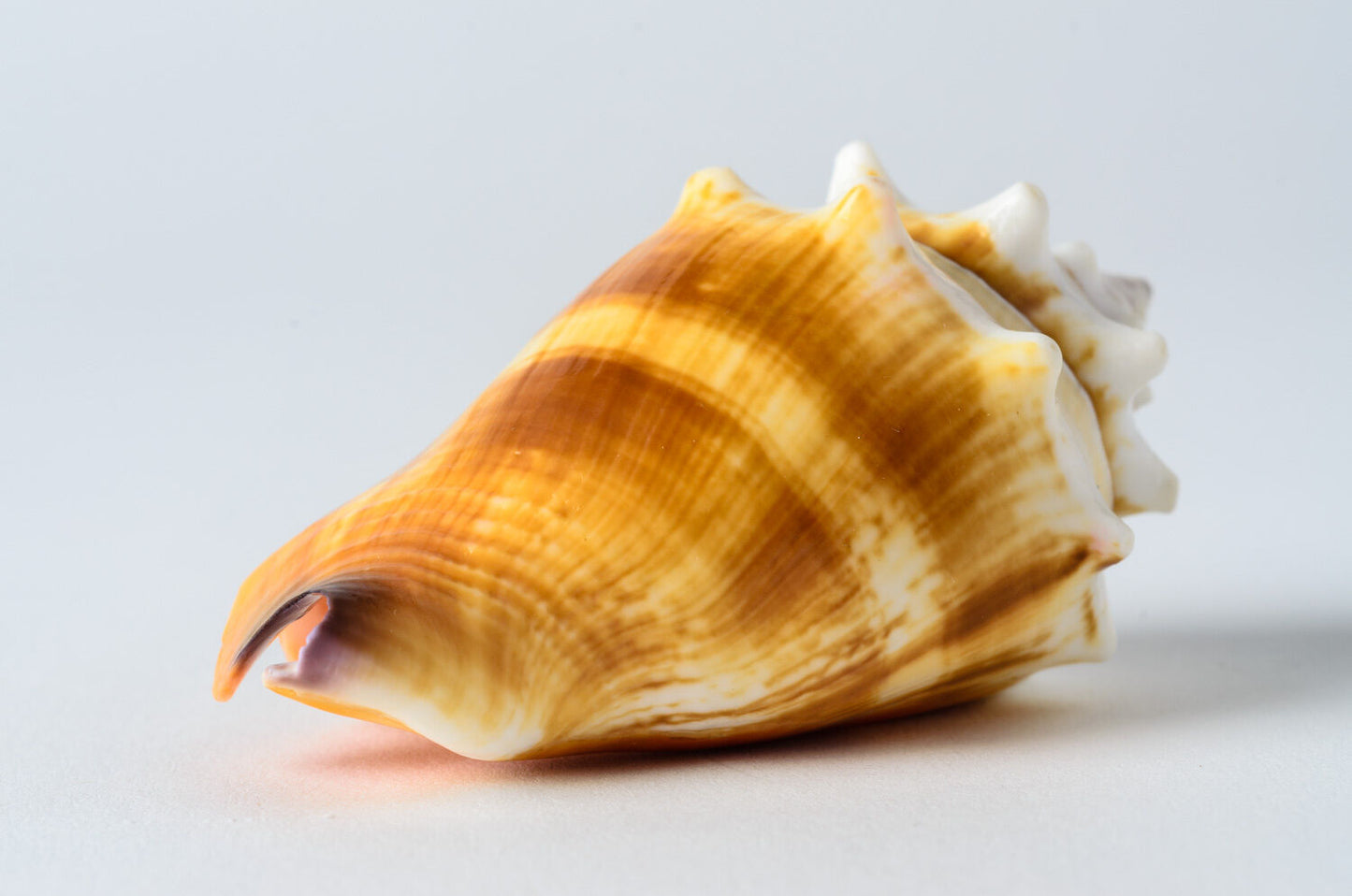 Fighting Conch Sea Shell Beach Home Decor Crafts Wedding 2 1/2" -3"(4 PCS)#JC-37