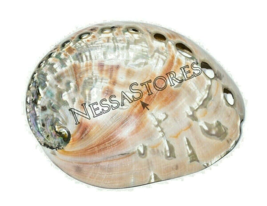 Red Abalone Sea Shell Both Side Polished Beach Craft 5" - 6" ( 1 pc) #JC-43