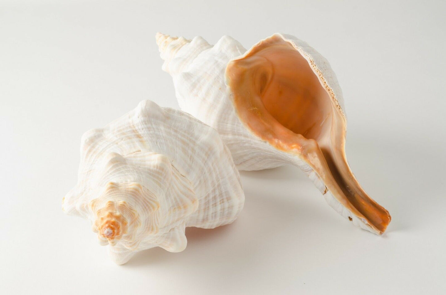 Natural Horse Conch Sea Shell Beach Home Decor 12" (2 pcs) #JC-77