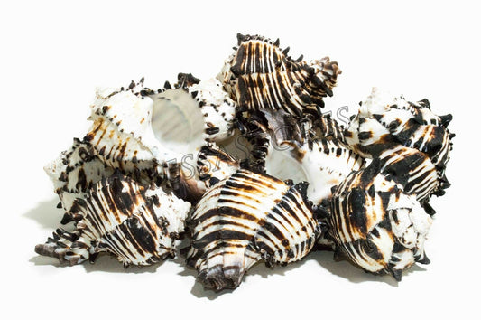 Black Murex Phyllonotus erythrostomu Hermit Crab Sea Shell 5" - 6"(18 pcs)#JC-35