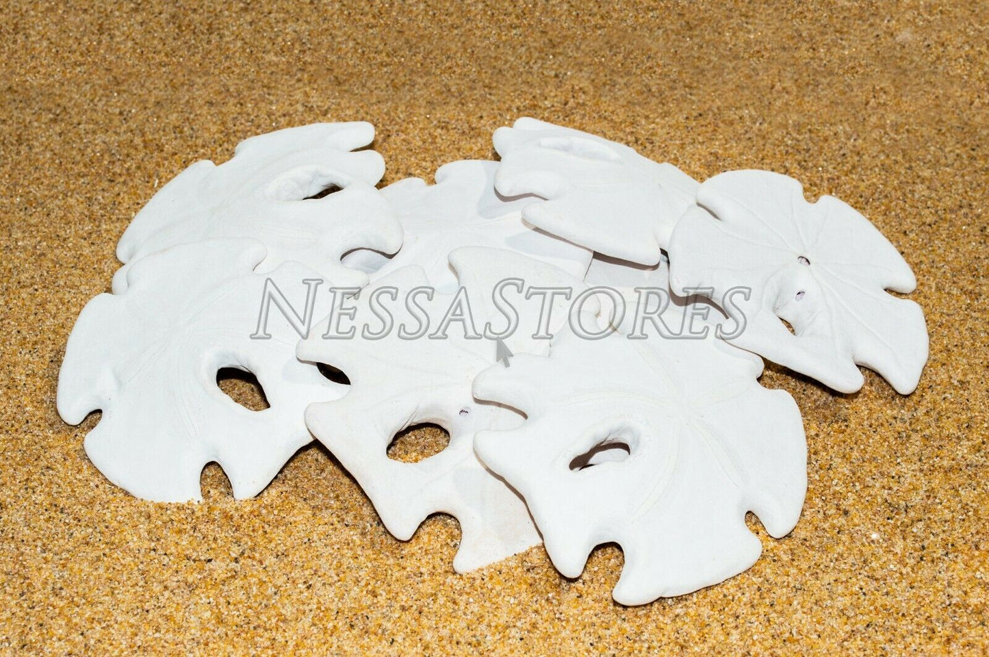 White Real Arrowhead Sand Dollar Sea Shell Craft Weddings 3"- 4" (10 pcs)#JC-59