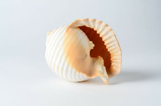 Grinning Tun Tonna Sea Shell Beach Decor 5" - 6" ( 1PC ) #JC-75