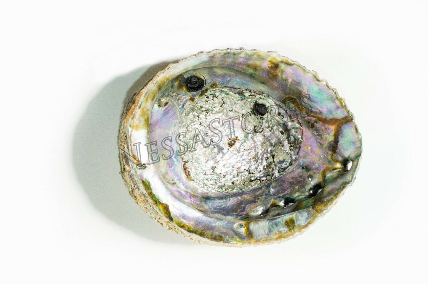 Pink Abalone Sea Shell One Side Polished Beach Craft 6" - 7" (12 pcs)  #JC-13