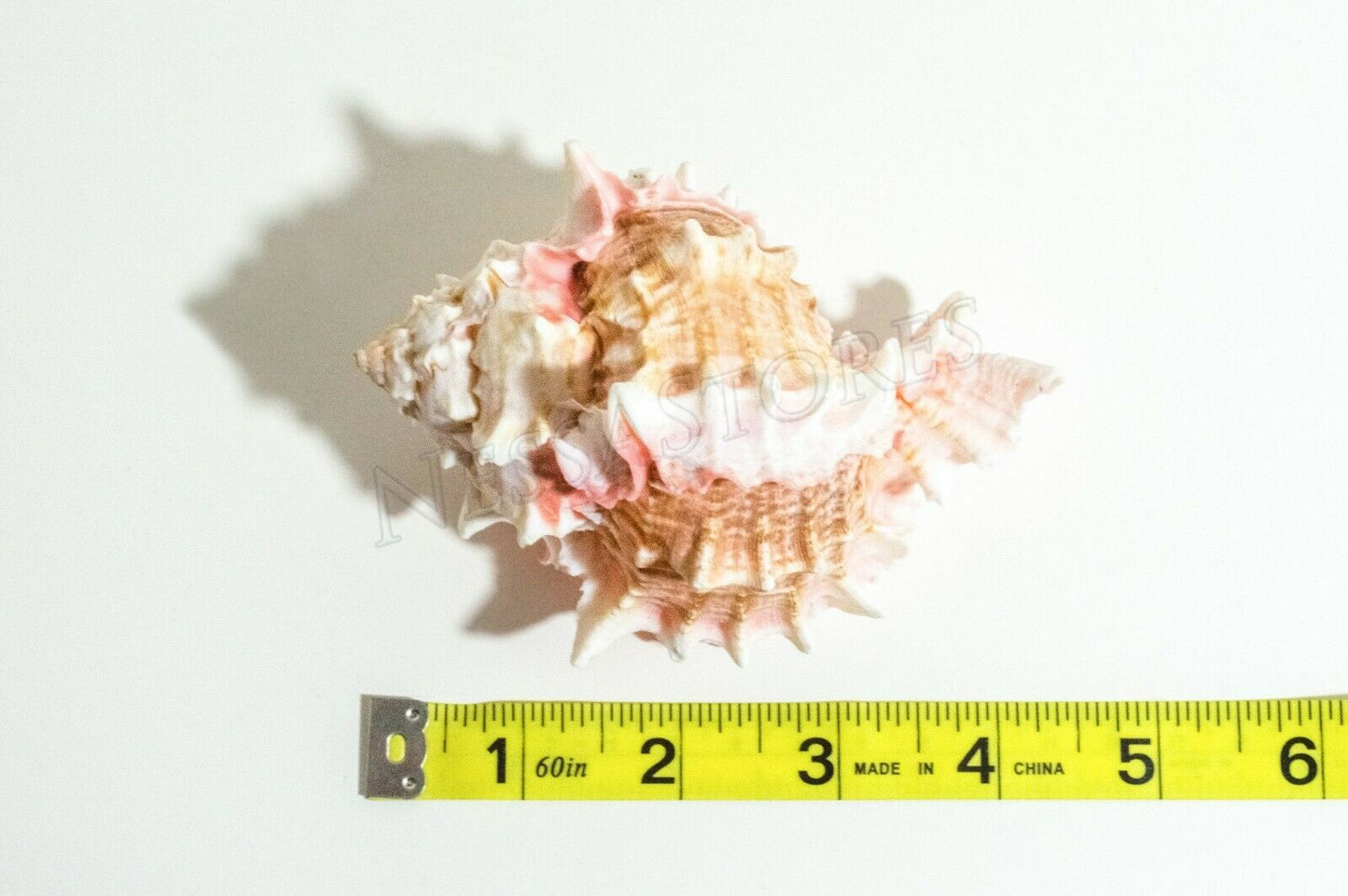 Pink Murex Phyllonotus erythrostomu Hermit Crab Sea Shell 4"-4 1/2"(2 pcs)#JC-42