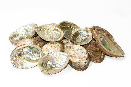 Green Abalone Sea Shell One Side Polished Beach Craft 3" - 4" (100 pcs)