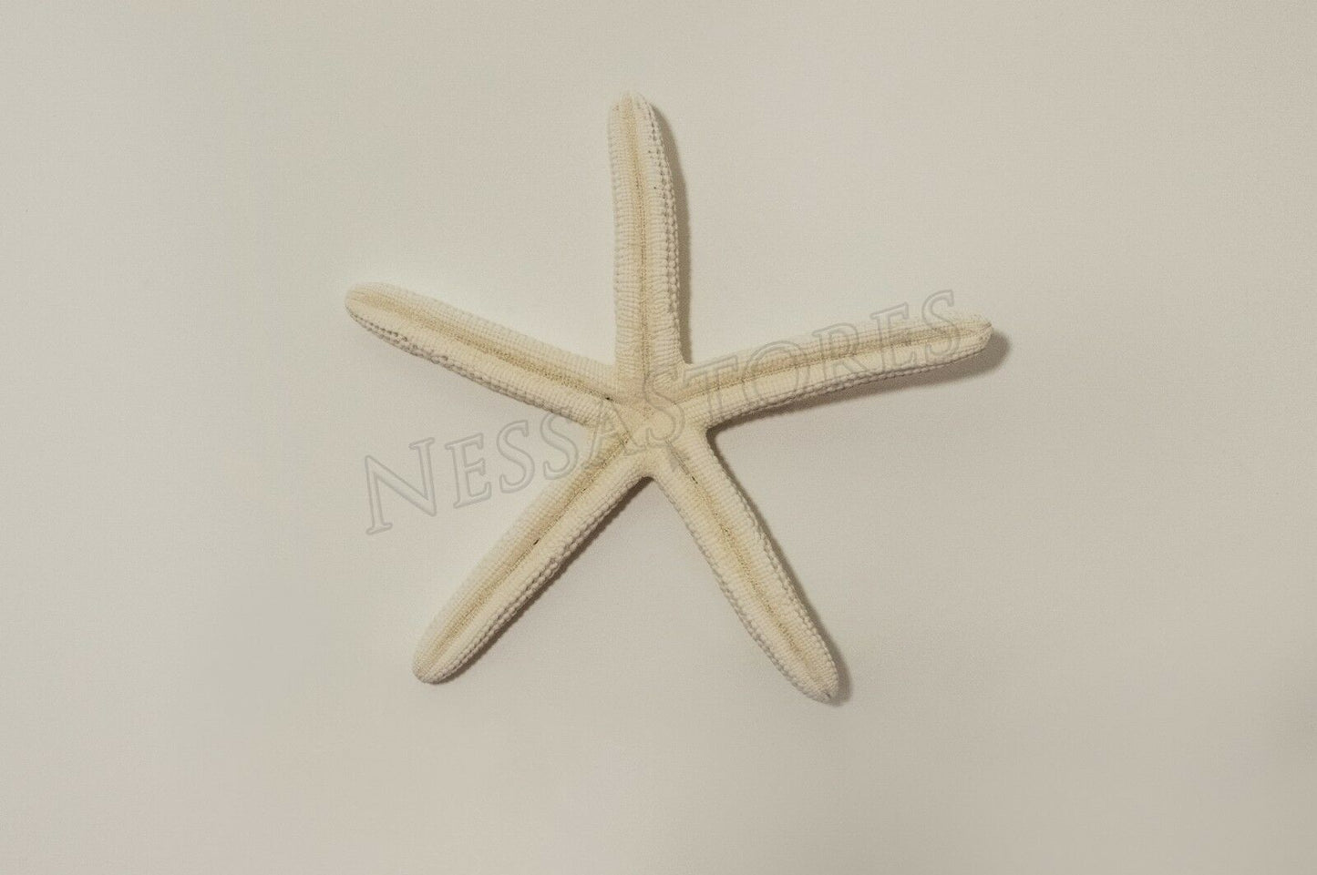 White Finger Starfish Sea Shell Bleached Finger 5" - 6" ( 12 pcs ) #JC-50