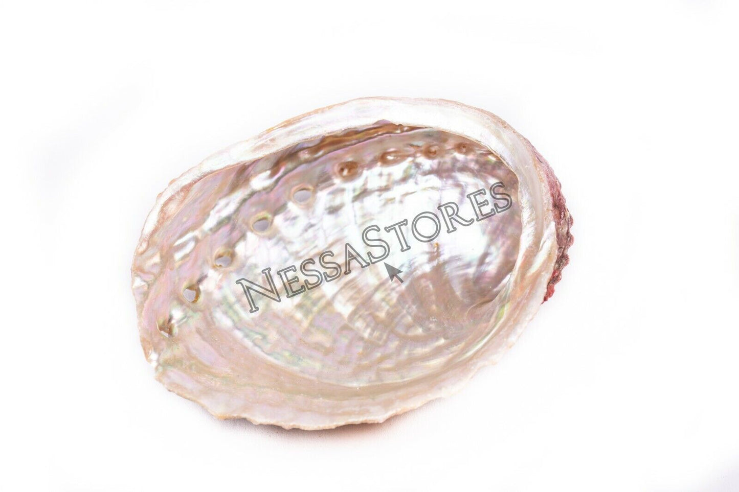 Threaded Abalone Sea Shell One Side Polished Beach Craft 4" - 5" (1 pc) #JC-155