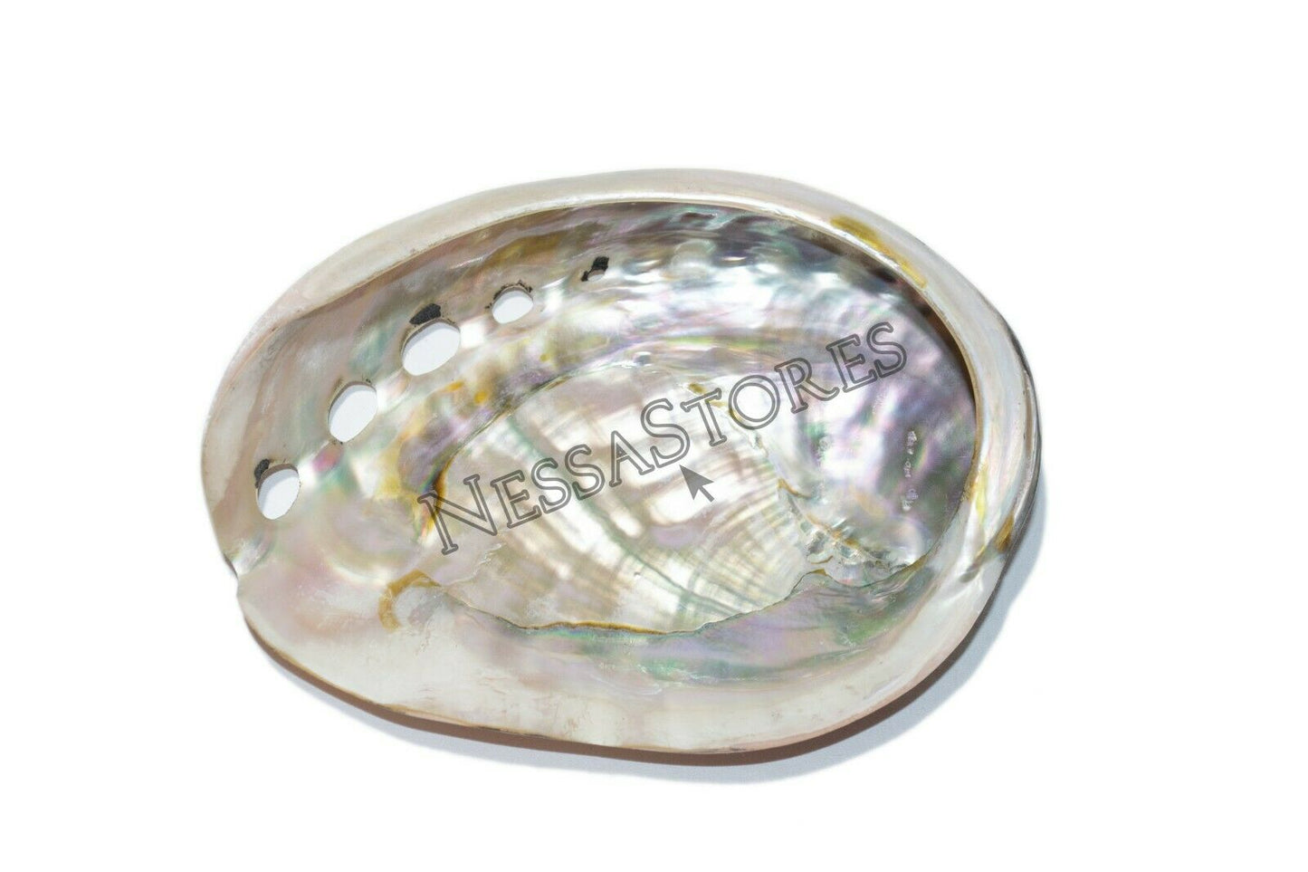 Red Abalone Sea Shell Both Side Polished Beach Craft 5" - 6" ( 1 pc) #JC-43