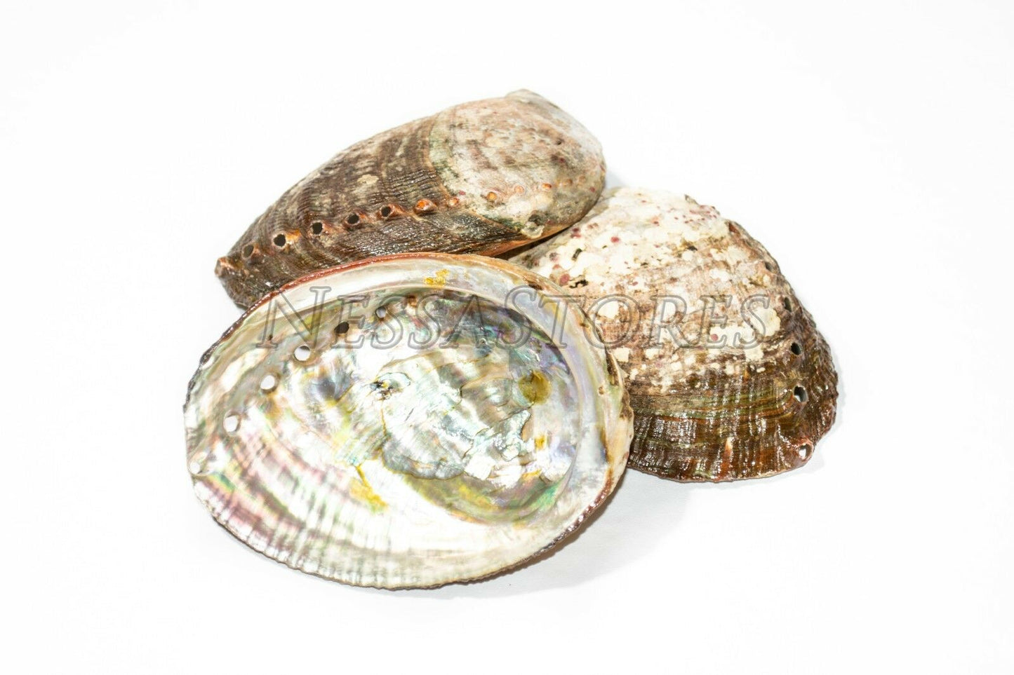 Green Abalone Sea Shell One Side Polished Beach Craft 3" - 4" (3 pcs) #JC-15