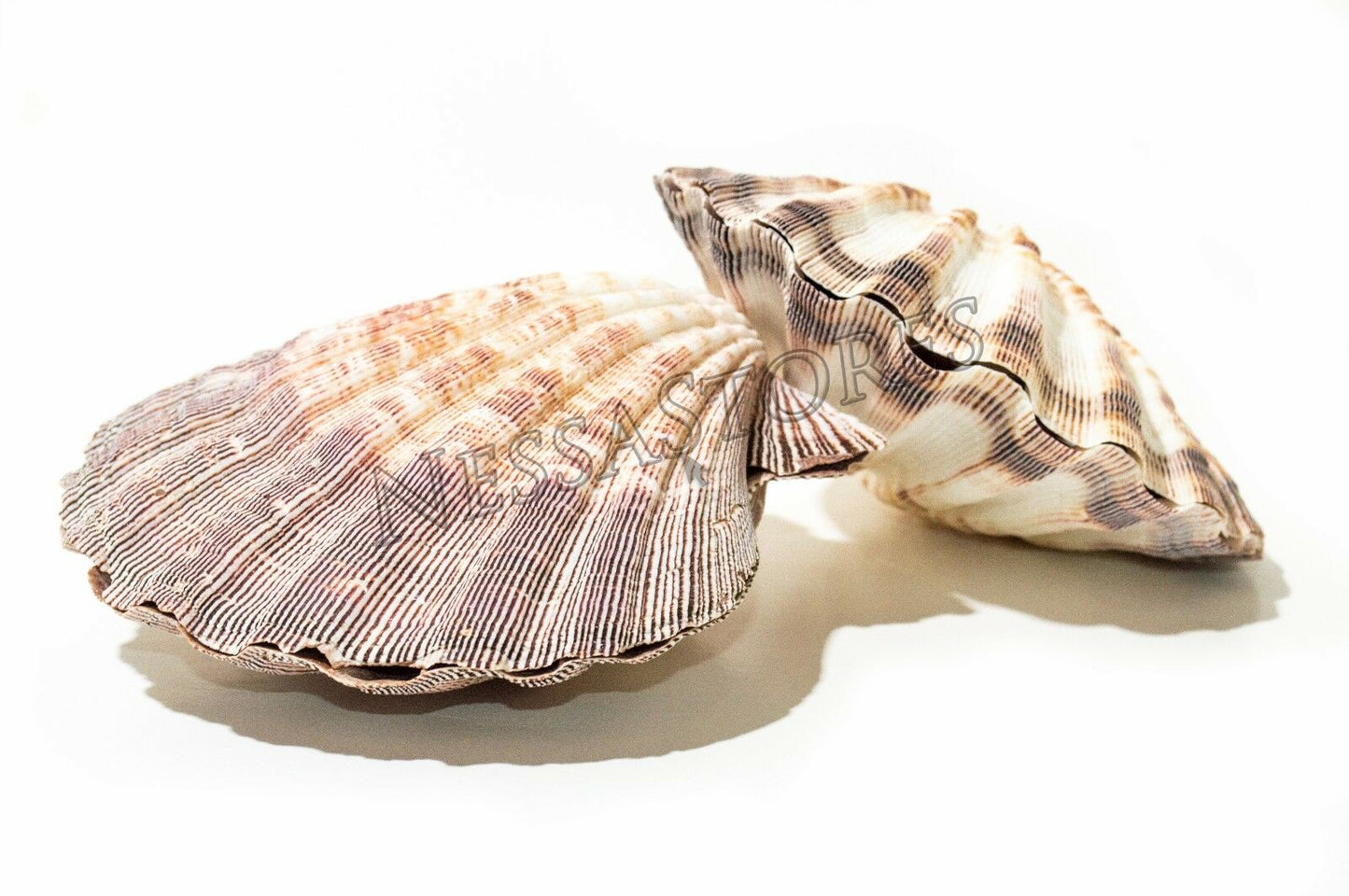 Natural Lion Paw Scallop Nautical Dish Beach Craft Sea Shell 5"-5 1/2" (2 Pair)