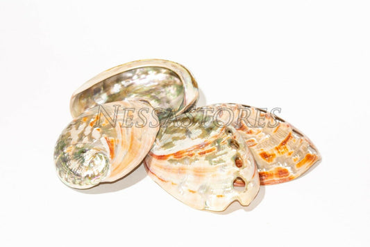 Red Abalone Sea Shell Both Side Polished Beach Craft 3" - 4" ( 4 pcs) #JC-22