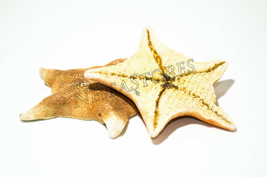 Bat Starfish Sea Shell Beach Wedding Real Craft 3" - 4" (2 pcs) #JC-53