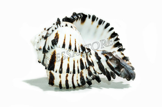 Black Murex Phyllonotus erythrostomu Hermit Crab Sea Shell 5" - 6" (1 pc) #JC-35