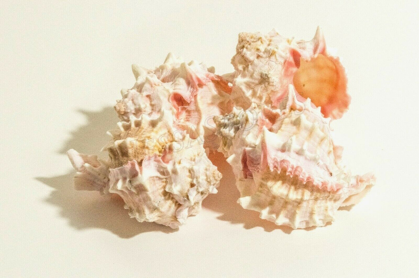 Pink Murex Phyllonotus erythrostomu Hermit Crab Sea Shell 4"-4 1/2"(4 pcs)#JC-42