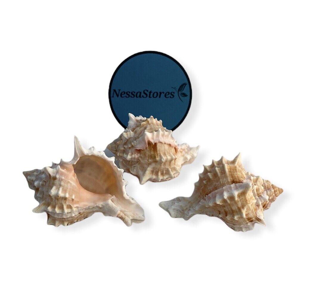 Pink Murex Phyllonotus erythrostomu Hermit Crab Sea Shell 2"-3" (12 pcs) #JC-039