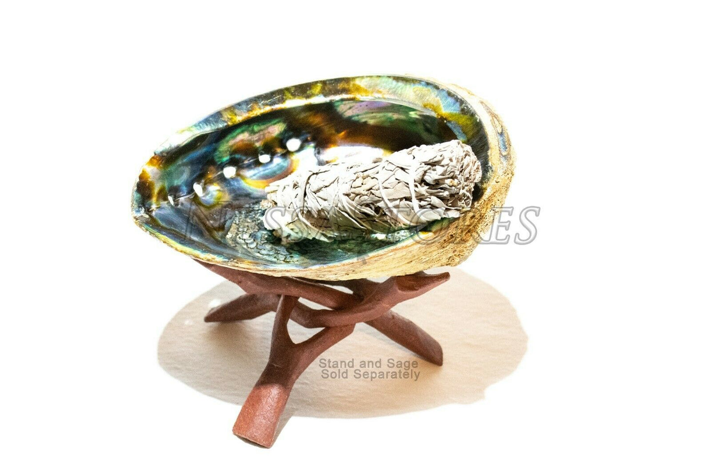 Green Abalone Sea Shell One Side Polished Beach Craft 7" - 8" (1 pc) #JC-19