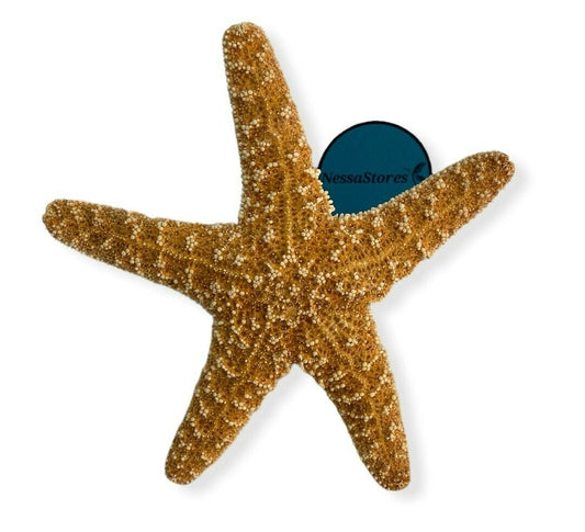 NessaStores Sugar Starfish Sea Shell Wedding Real Craft 7"-8" (1 pc) #JC-216