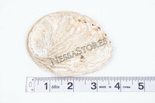 Midae Abalone Sea Shell One Side Polished Beach Craft 3" - 4" (1 pc) #JC-154