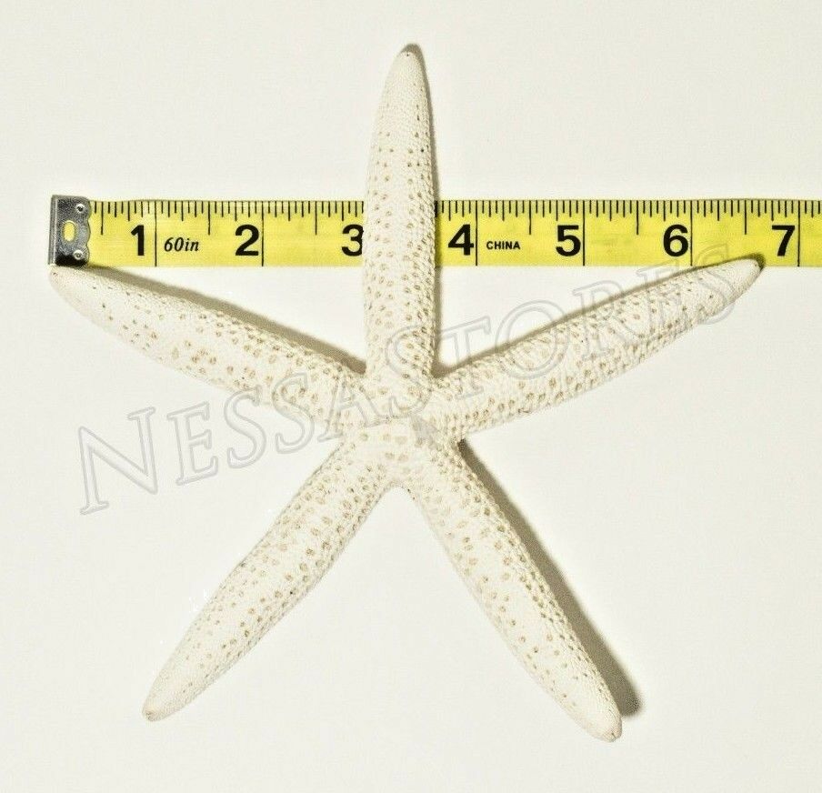 White Finger Starfish Sea Shell Bleached Finger 6" - 7" ( 5 pcs )