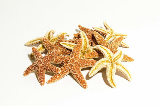 Sugar StarFish Sea Shell Wedding Real Craft 2" - 3" (10 pcs)