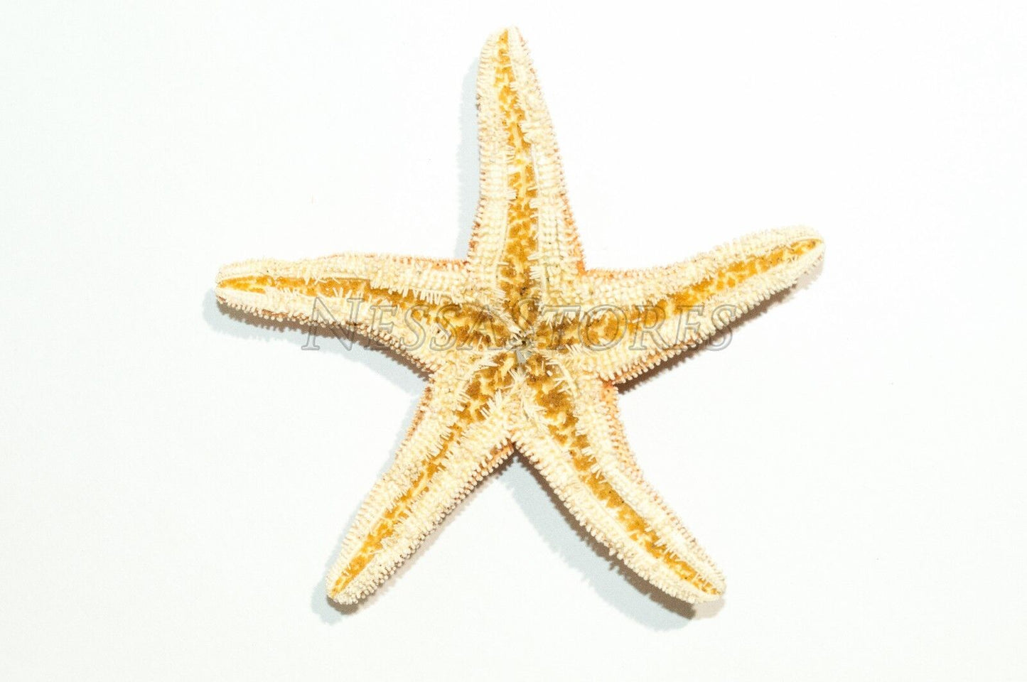 NessaStores Sugar StarFish Sea Shell Wedding Real Craft 3" - 4" (24 pcs) #JC-57