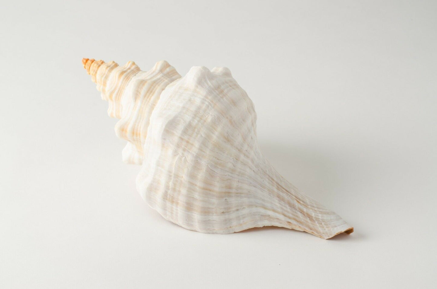 Natural Horse Conch Sea Shell Beach Home Decor 12" - 13" (1 pc) #JC-77