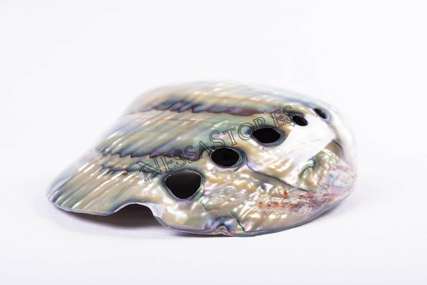 Green Abalone Sea Shell BOTH Side Polished Beach Craft 7" - 8" (2 pcs) #JC-143